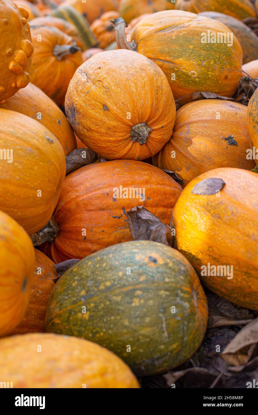 Autumn harvest of pumpkins Stock Photo - Alamy