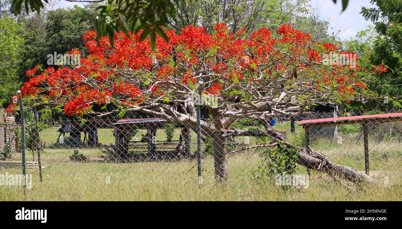 A royal ponciana tree in a yard at Papa-Lealea village Stock Photo