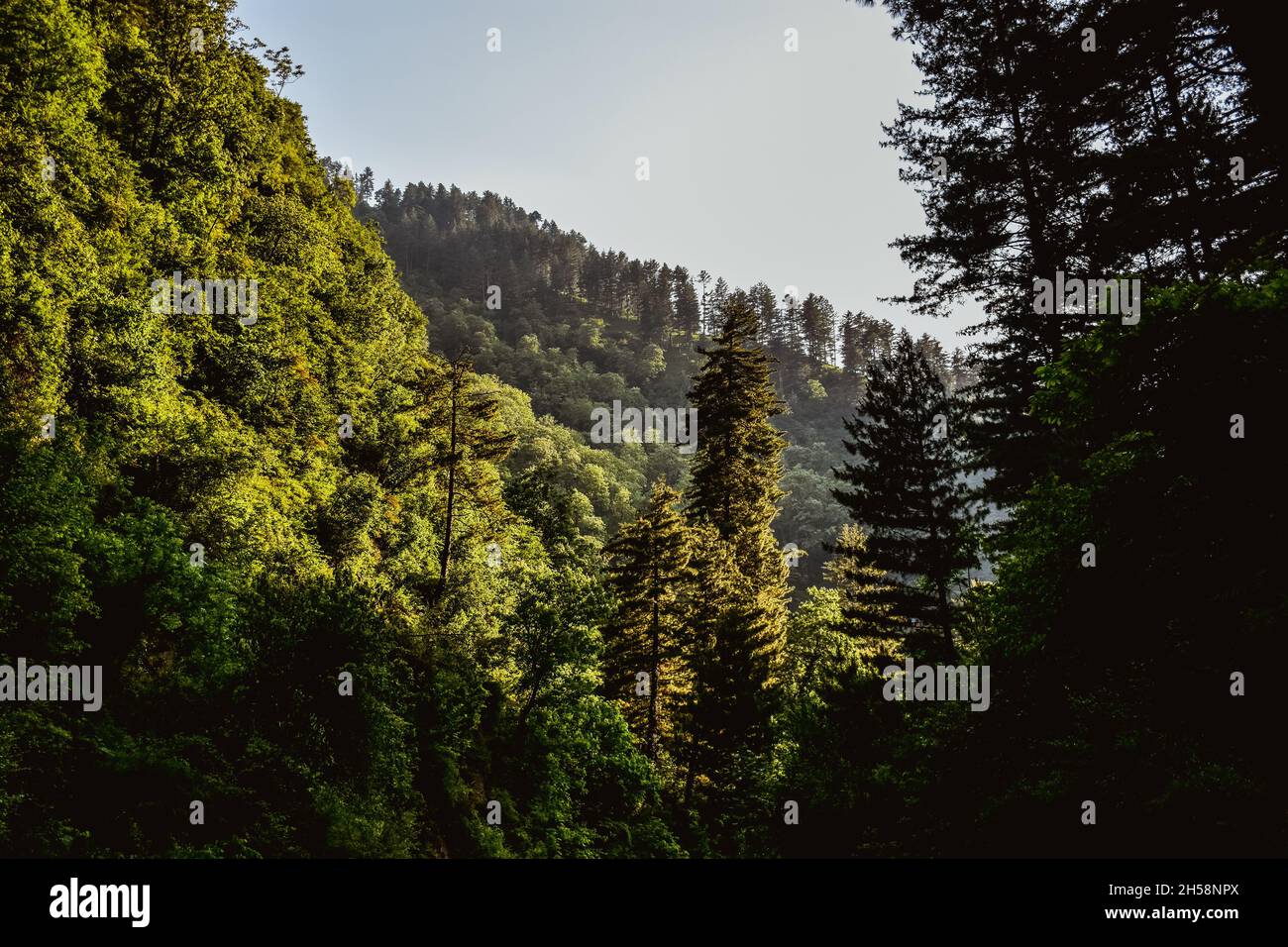 Serene forest scene rocky hi-res stock photography and images - Alamy