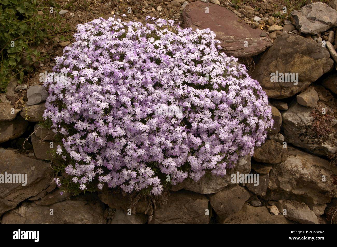 Phlox 'Pursh' (Phlox speciosa) in Swiss garden Stock Photo