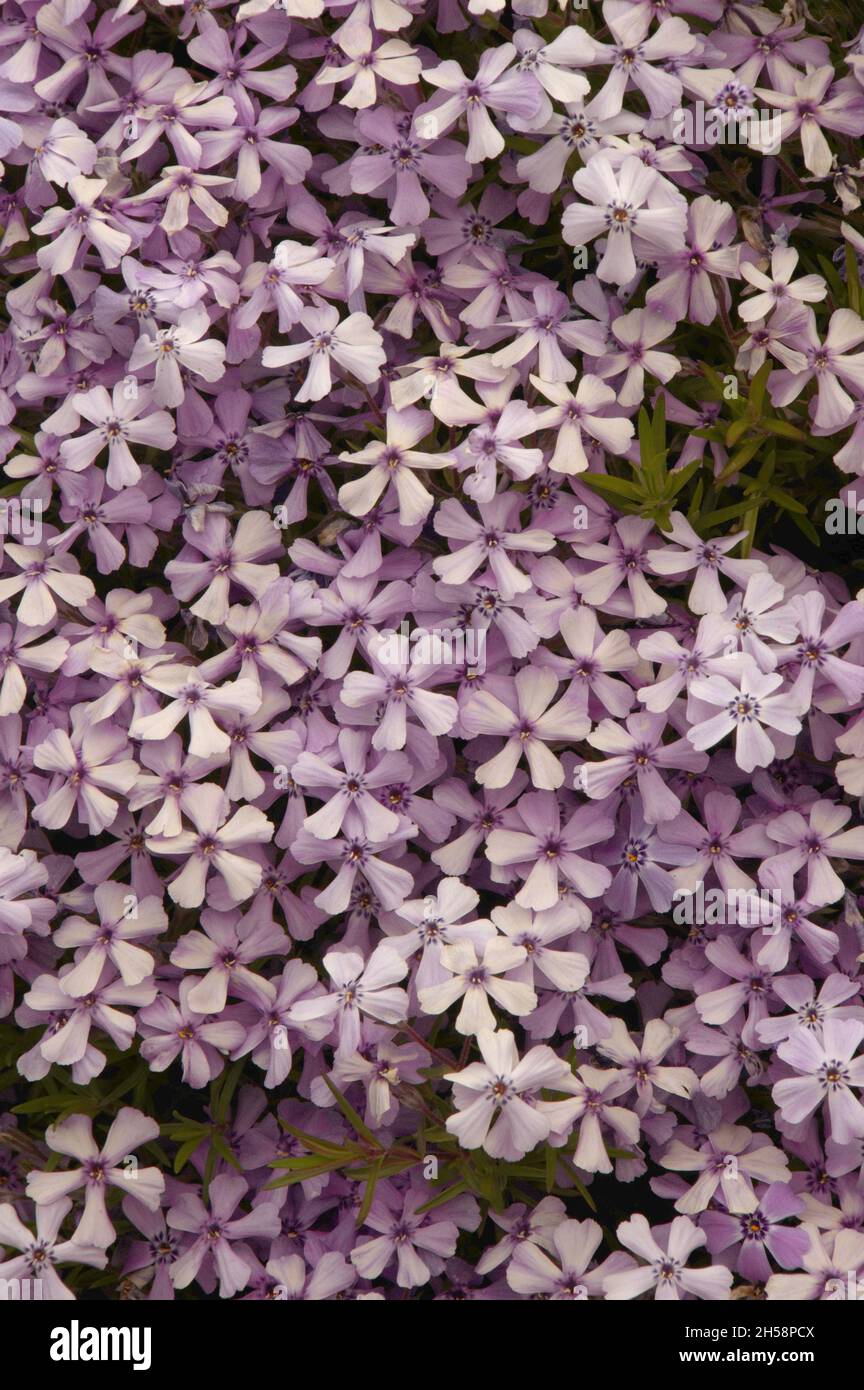 Phlox 'Pursh' (Phlox speciosa) in Swiss garden Stock Photo
