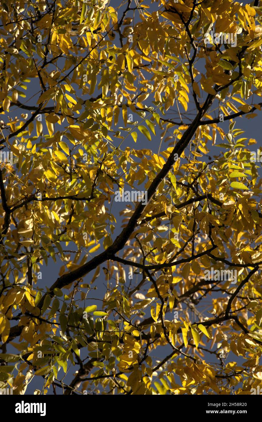 Golden ash tree hi-res stock photography and images - Alamy
