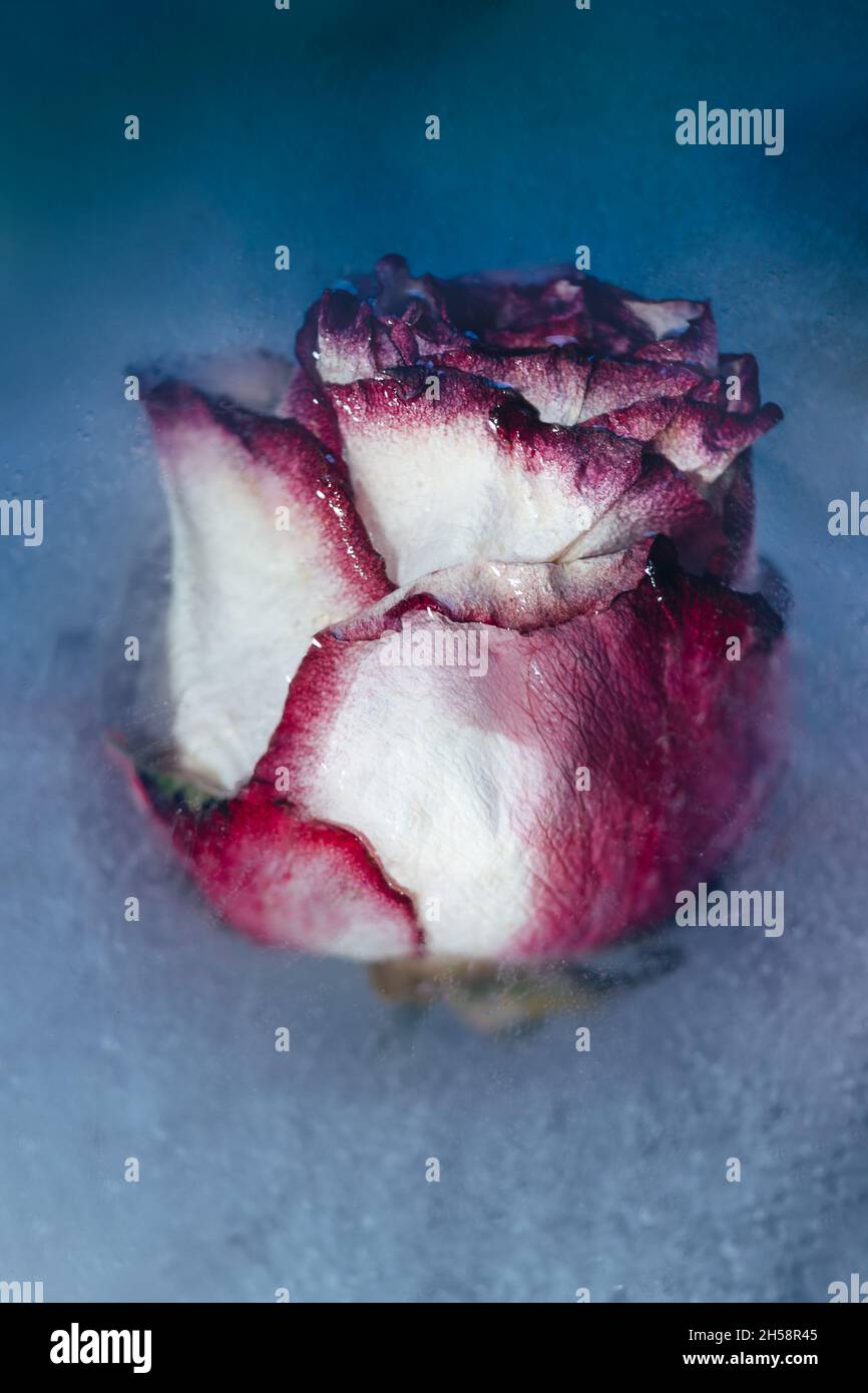 Frozen Roses in Ice Stock Photo Alamy