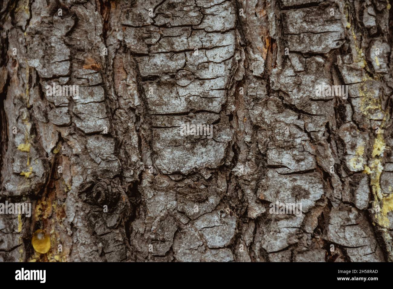 Texture of a tree wooden surface Stock Photo - Alamy