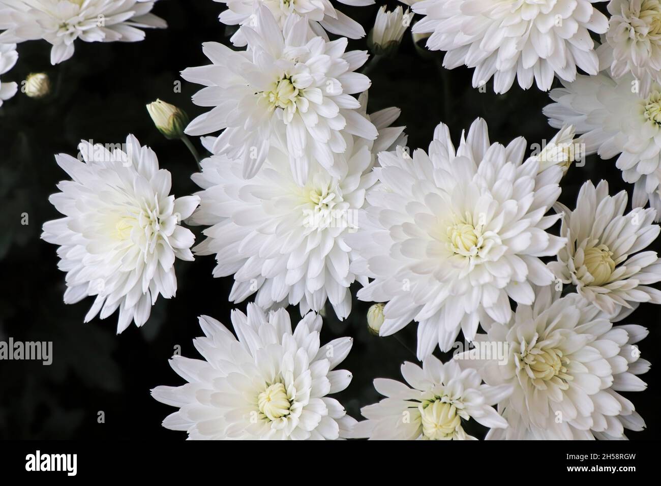 Closeup background of white Mums in bloom Stock Photo Alamy