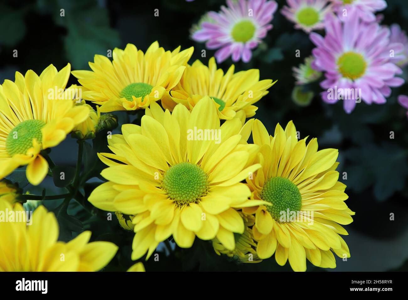 Closeup background of yellow and green centered mums Stock Photo Alamy