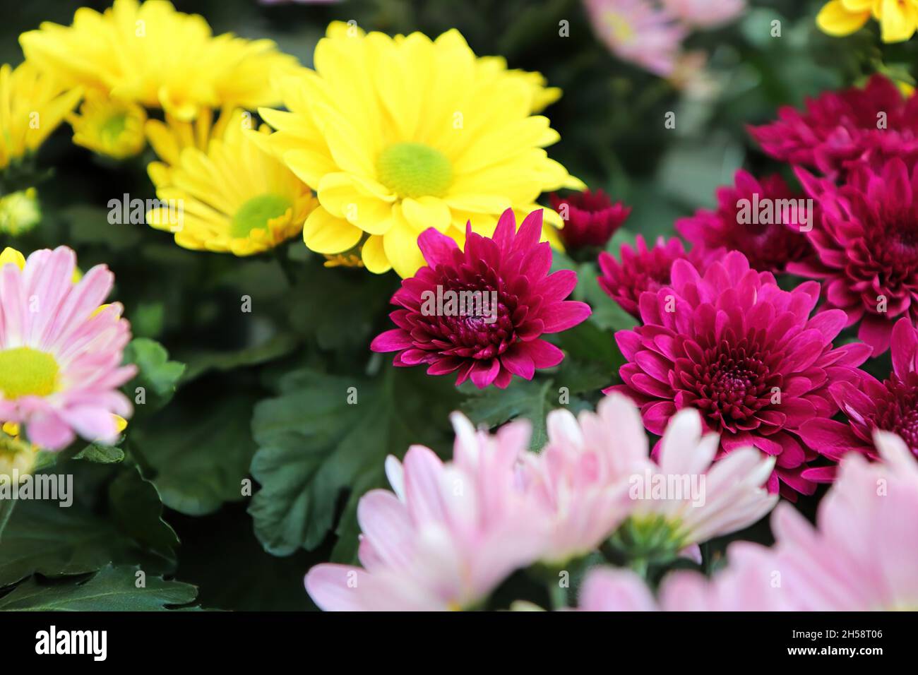 Mum varieties hi-res stock photography and images - Alamy