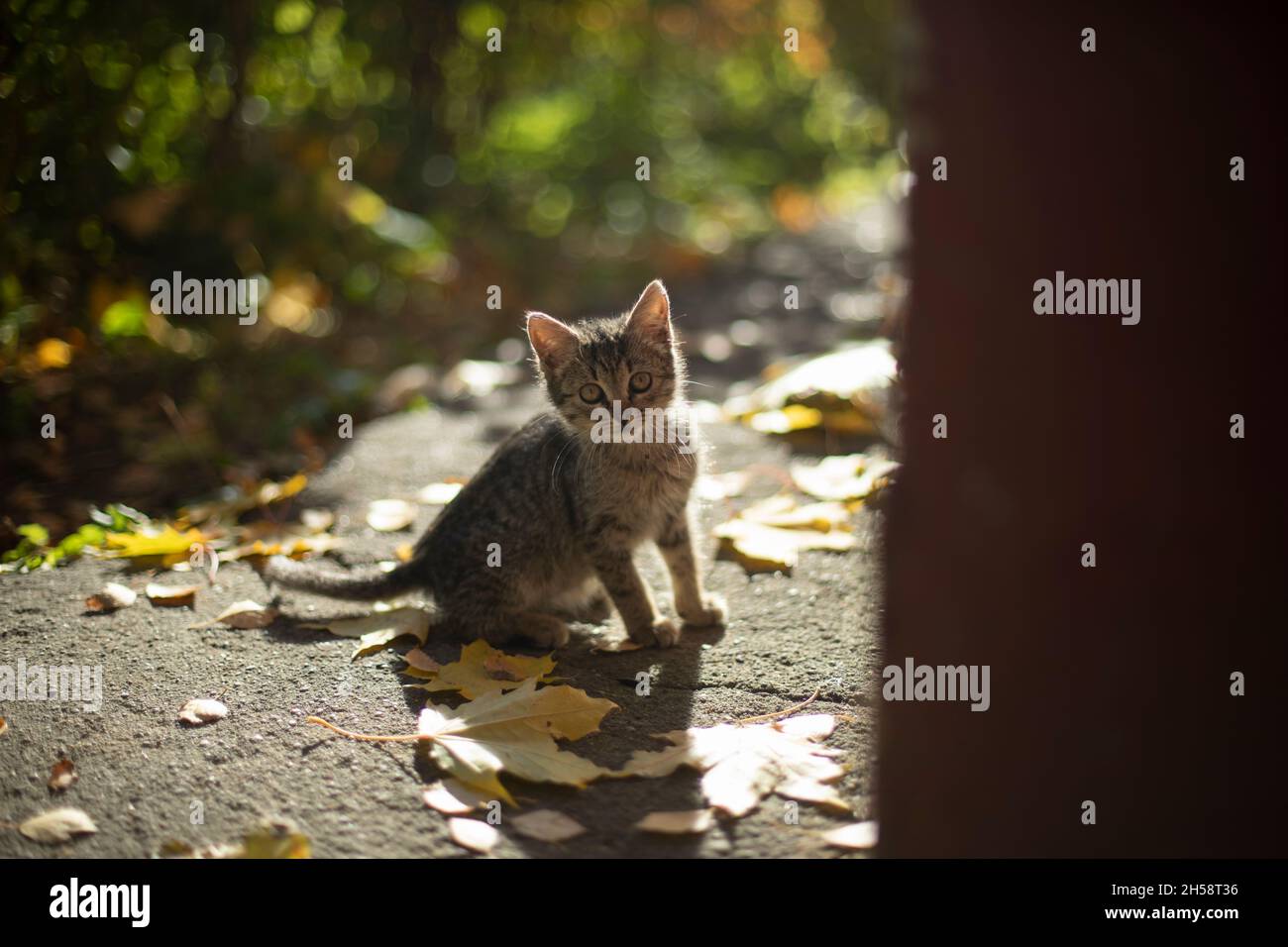 Kitten on the street. Stray cat. Cute pet is afraid of the camera