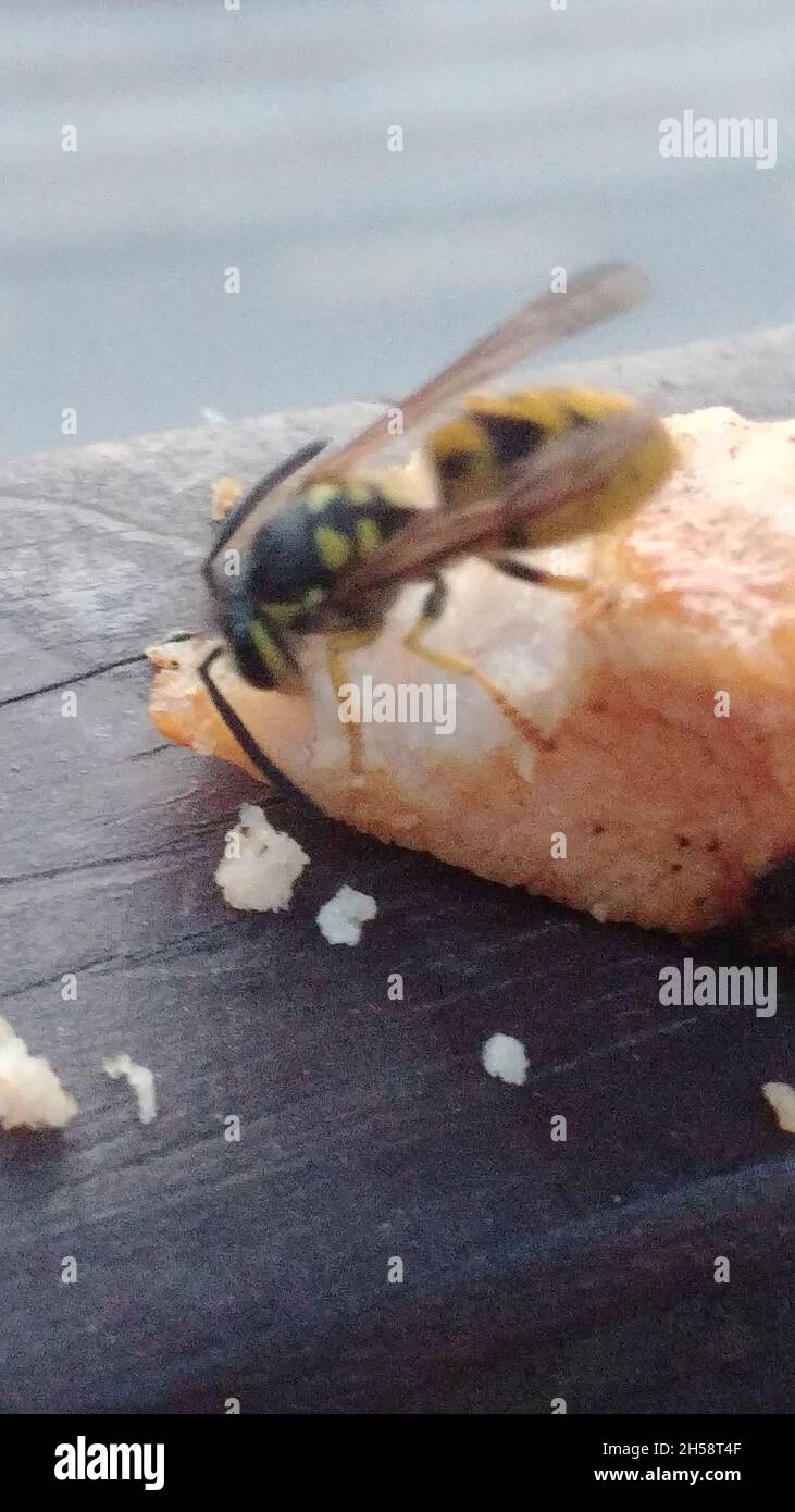 Honey bee tearing chicken meat on the table Stock Photo Alamy