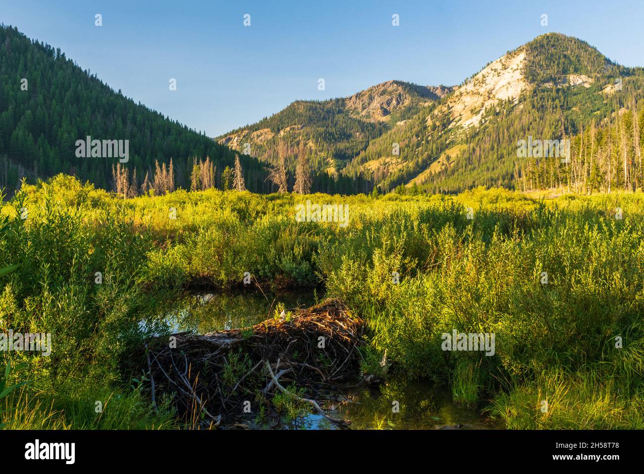Beaver dam at the headwaters of the Salmon River, Sawtooth National