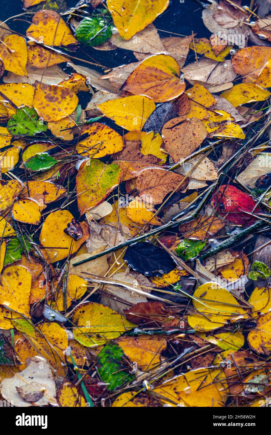Floating leaves hi-res stock photography and images - Alamy