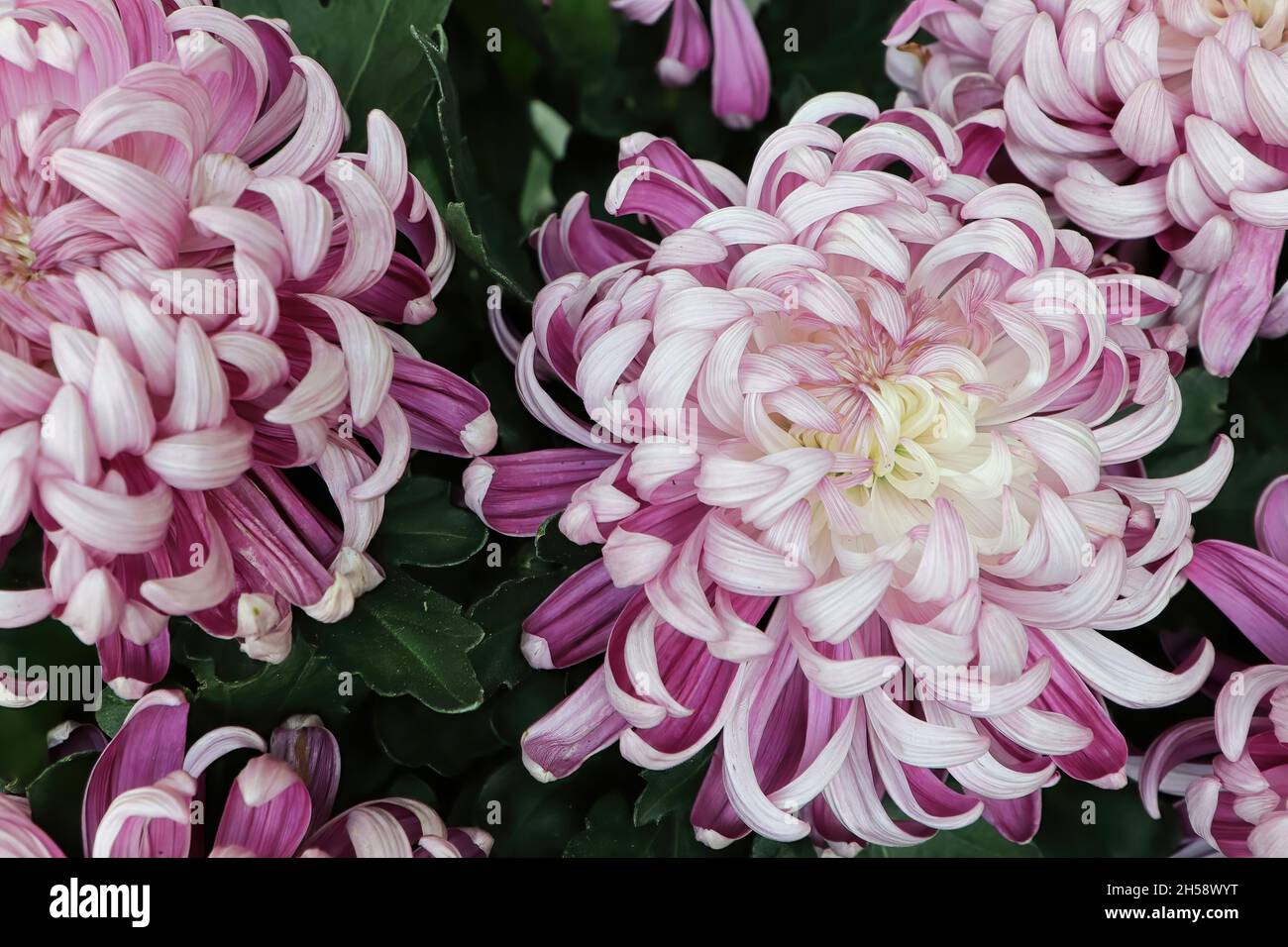 Background of pink and white shades on a spider mum Stock Photo