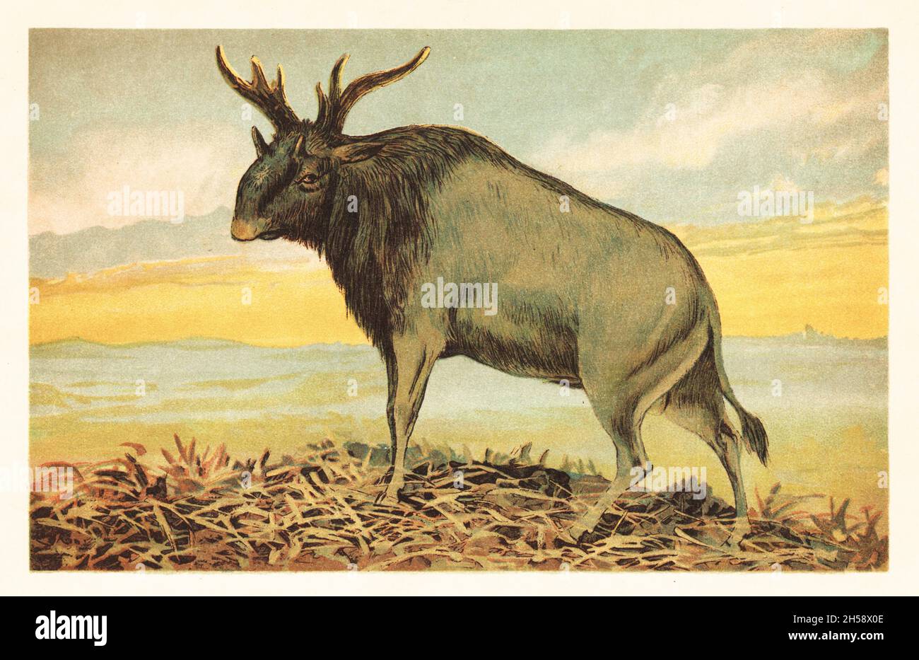 Shiva's beast or Sivatherium, Sivatherium giganteum, extinct species of giraffid of the Late Miocene to the late Early Pleistocene (Calabrian). Sivatherium giganteum Falconer and Cautley. Colour printed illustration by F. John from Wilhelm Bolsche’s Tiere der Urwelt (Animals of the Prehistoric World), Reichardt Cocoa company, Hamburg, 1908. Stock Photo