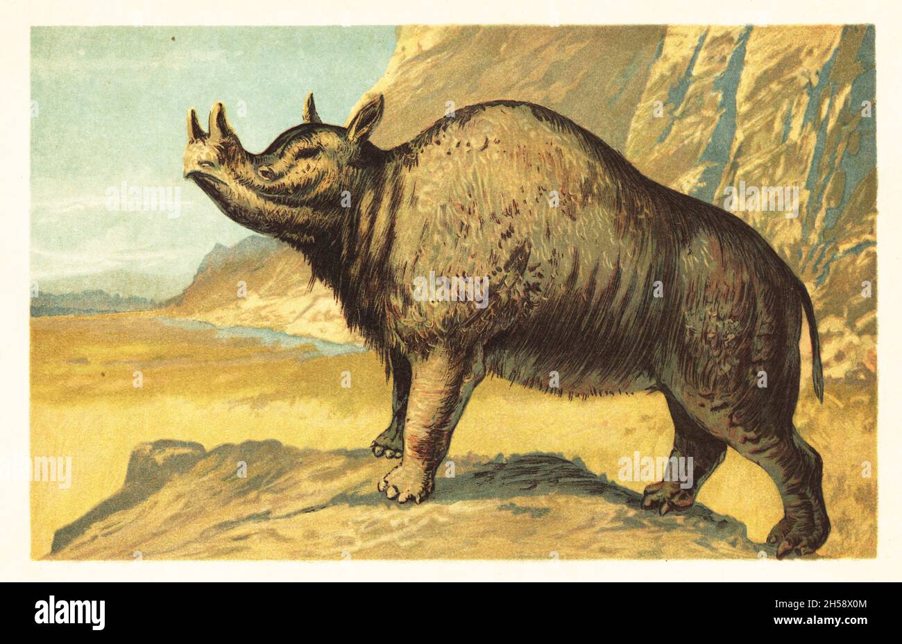 Brontops robustus or Megacerops robustus, extinct species of odd-toed ungulate, rhinoceros-like browser of the Late Eocene. Brontops, Titanotherium robustum Leidy.Colour printed illustration by F. John from Wilhelm Bolsche’s Tiere der Urwelt (Animals of the Prehistoric World), Reichardt Cocoa company, Hamburg, 1908. Stock Photo