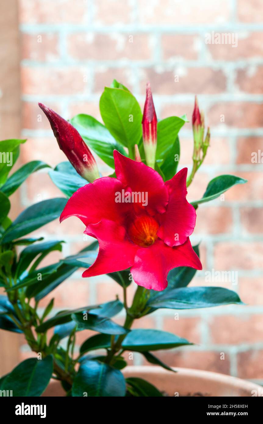 Mandevilla splendens or Dipladenia splendens showing flower and bud. An evergreen climber that has red flowers in summer and is frost tender. Stock Photo