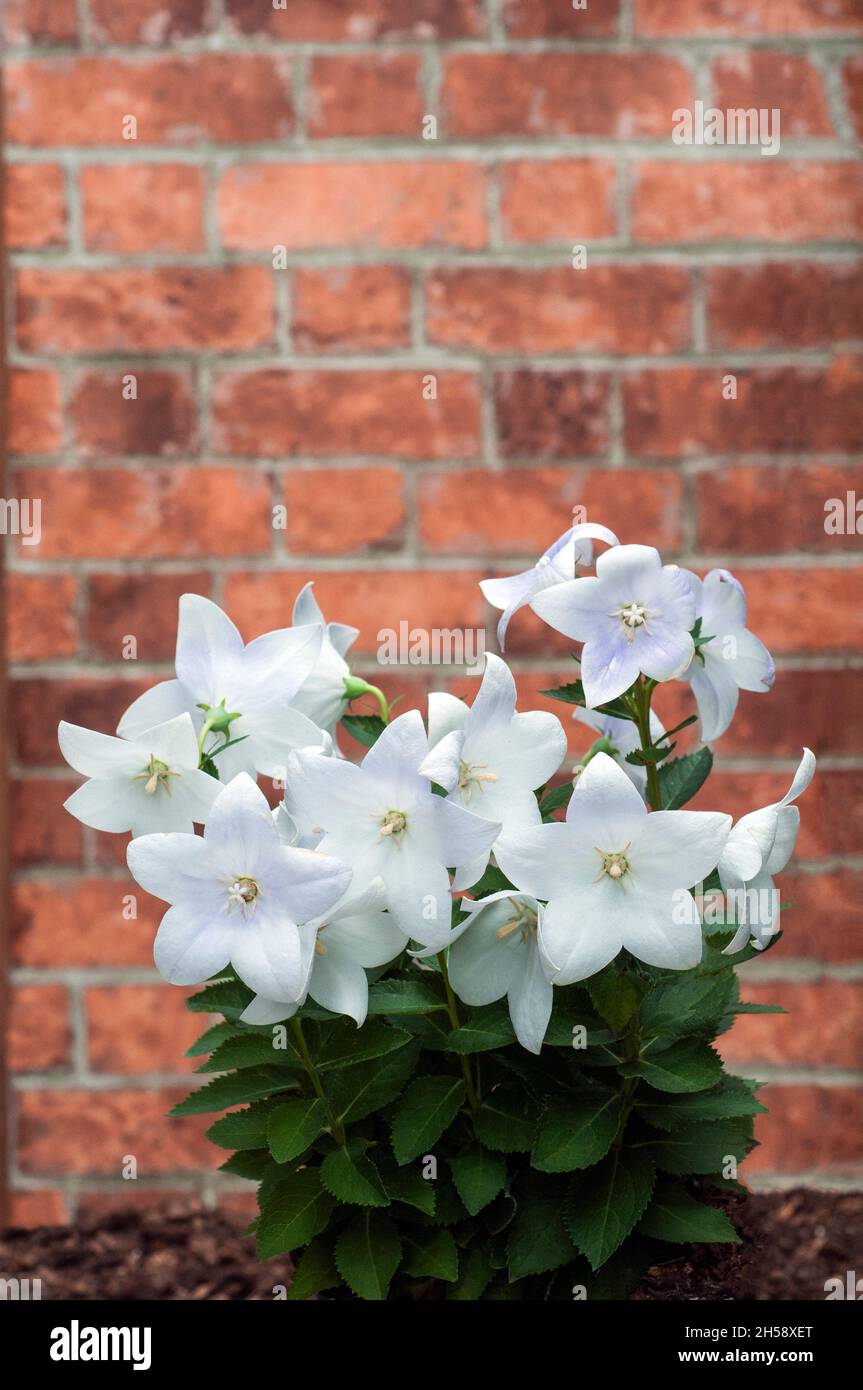 Group of White flowers of Platycodon Grandiflorus or Balloon flower A deciduous herbaceous perennial that is fully hardy  A border and rockery plant Stock Photo