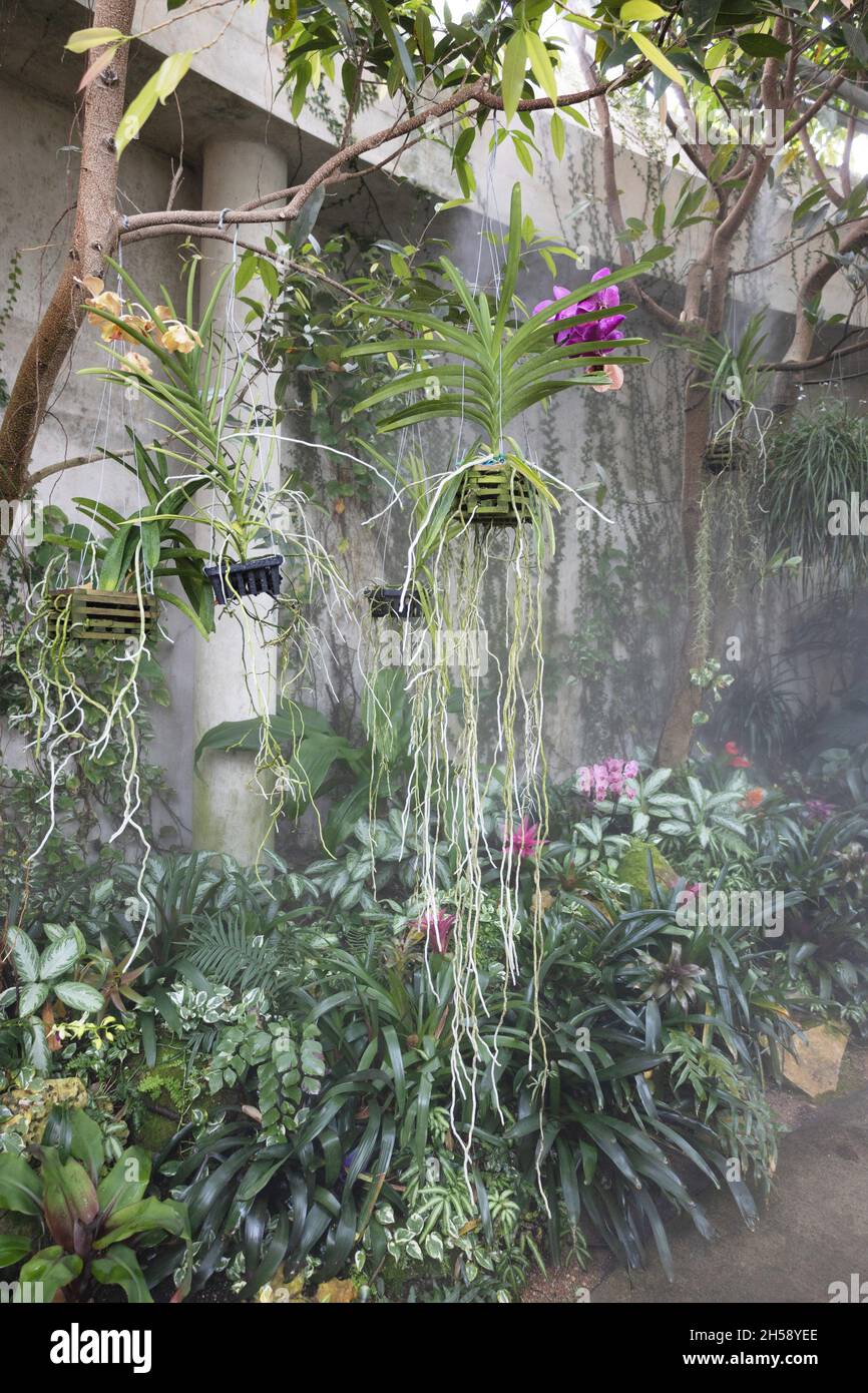 Orchid roots hanging hi res stock photography and images Alamy