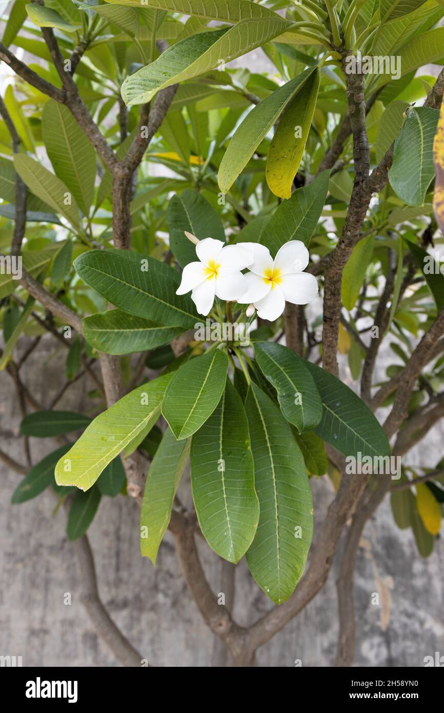 Plumeria at the San Antonio Botanical Garden in Texas Stock Photo Alamy