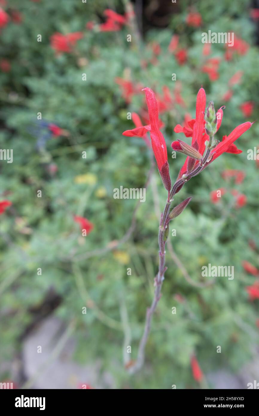 Salvia darcyi at the San Antonio Botanical Garden in Texas. Stock Photo