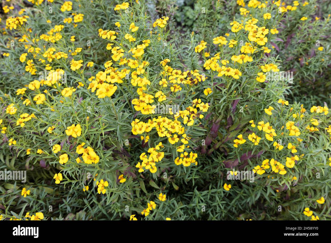 Tagetes lucida at the San Antonio Botanical Garden in Texas. Stock Photo