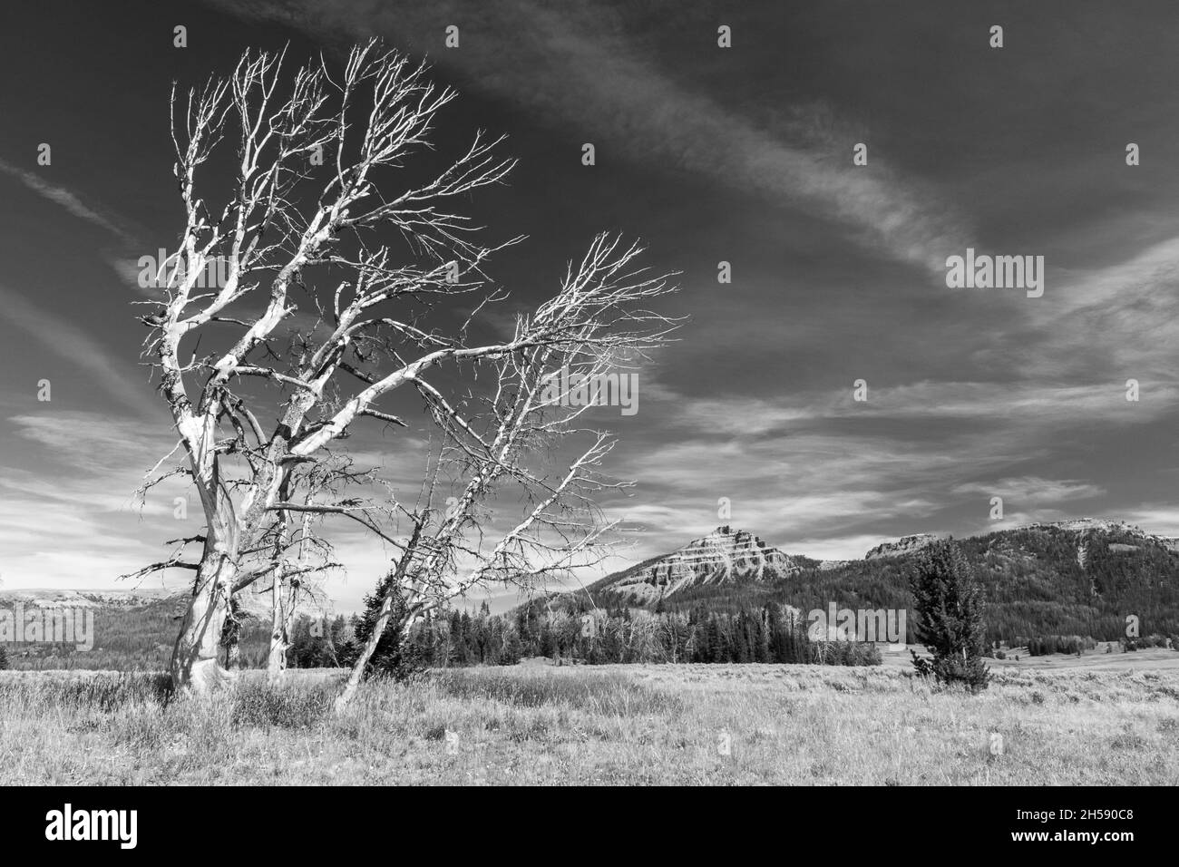 Reaching tree - Monochrome summer photo of Bridger-Teton National Forest, Wyoming Stock Photo