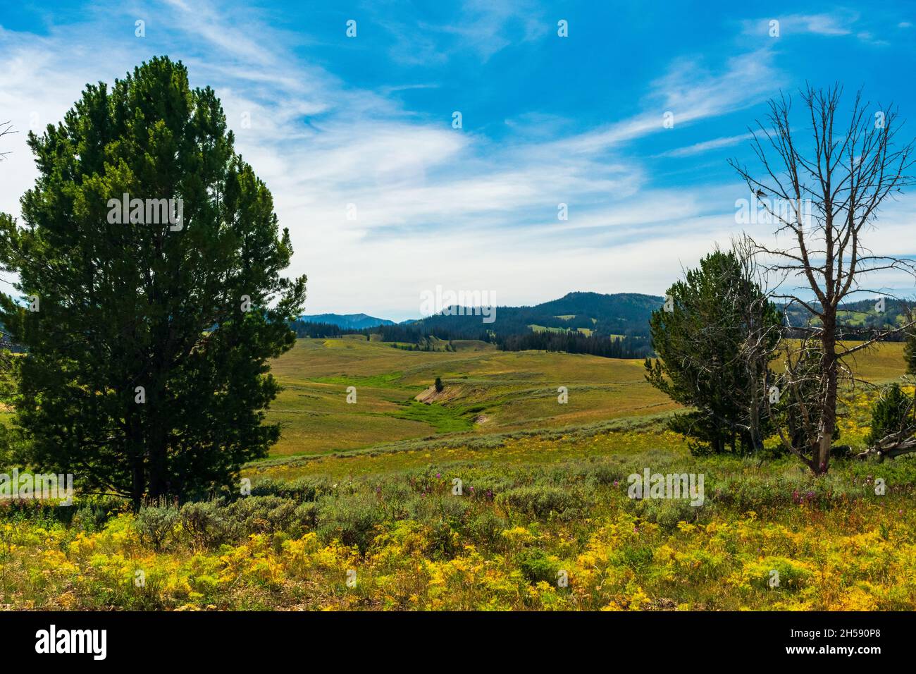 Beautiful valley in Bridger-Teton National Forest, Wyoming Stock Photo