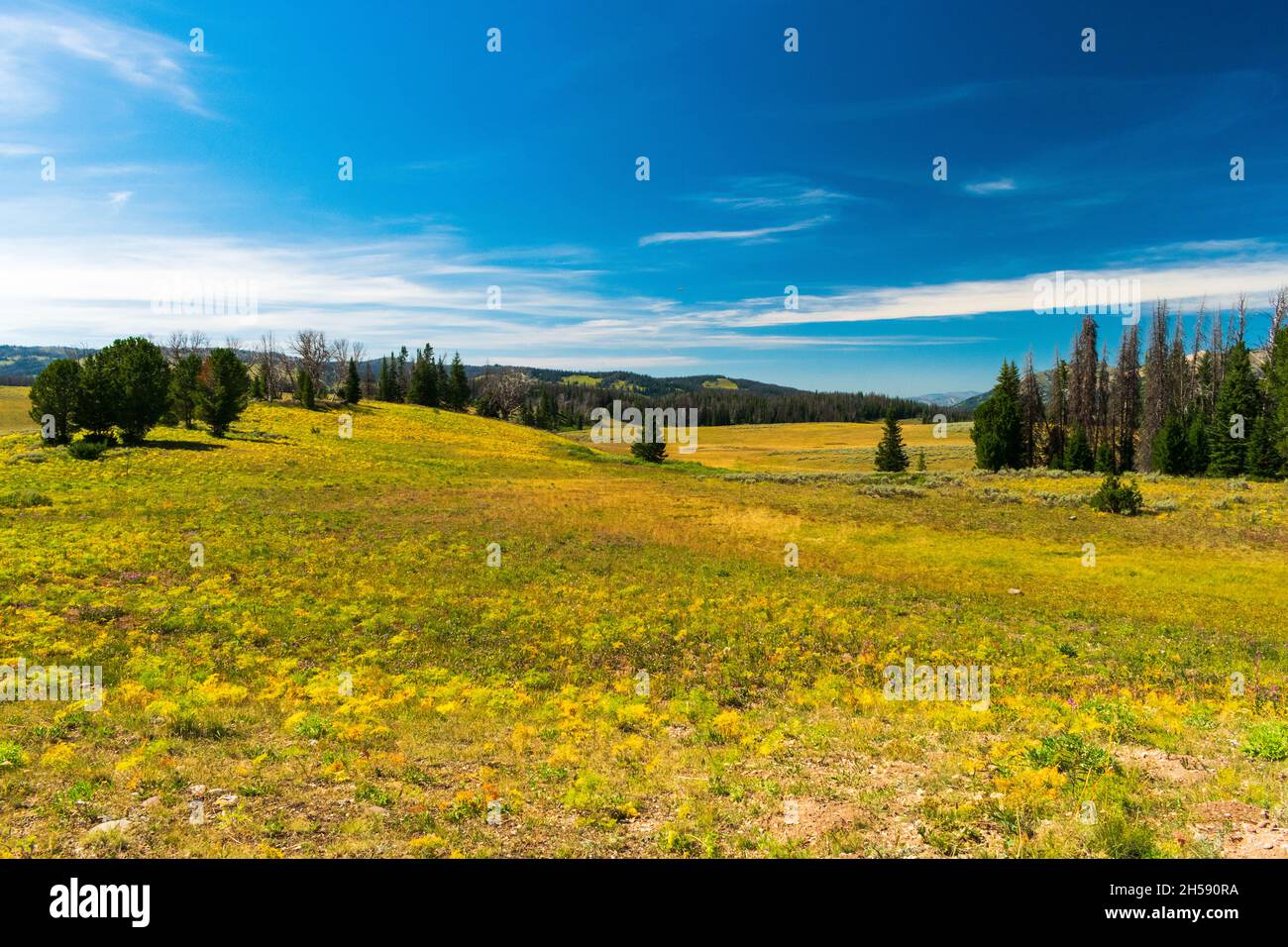 Quiet valley in Bridger-Teton National Forest, Wyoming Stock Photo