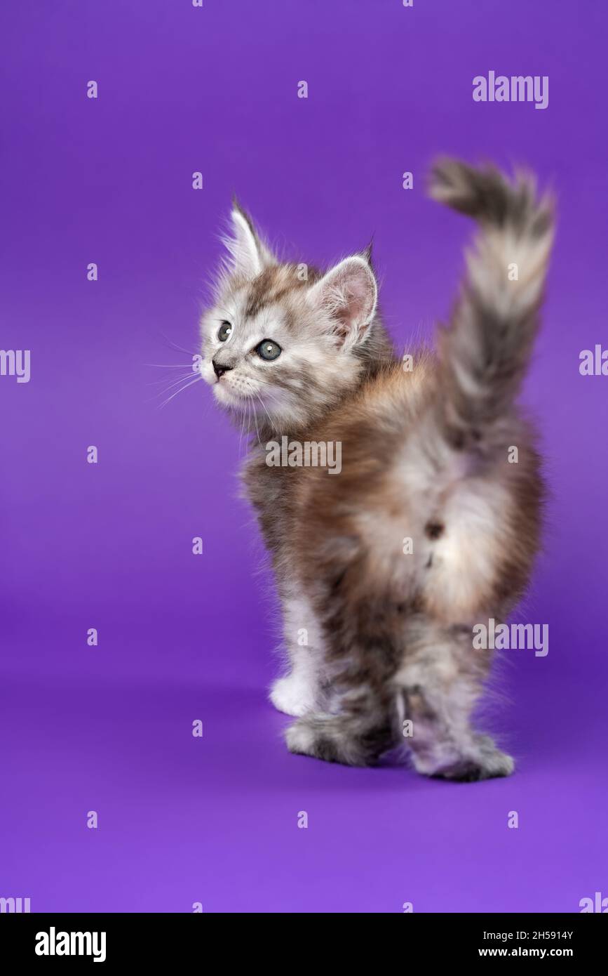 Pedigreed Maine Coon Cat black silver patched tabby standing on purple