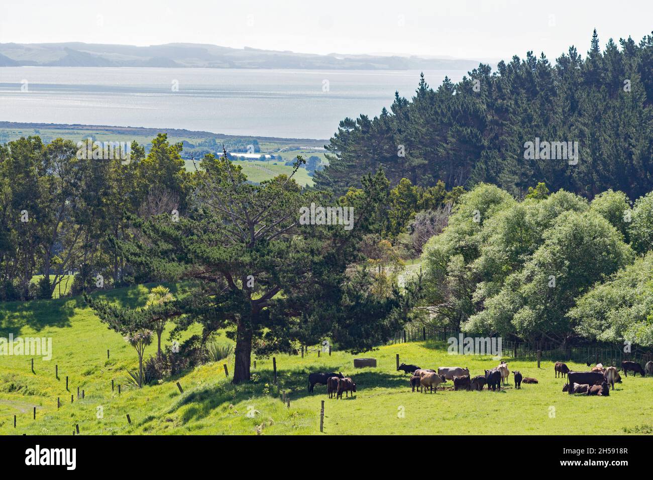 Rural scenes toward souther Kaipara Harbour Stock Photo
