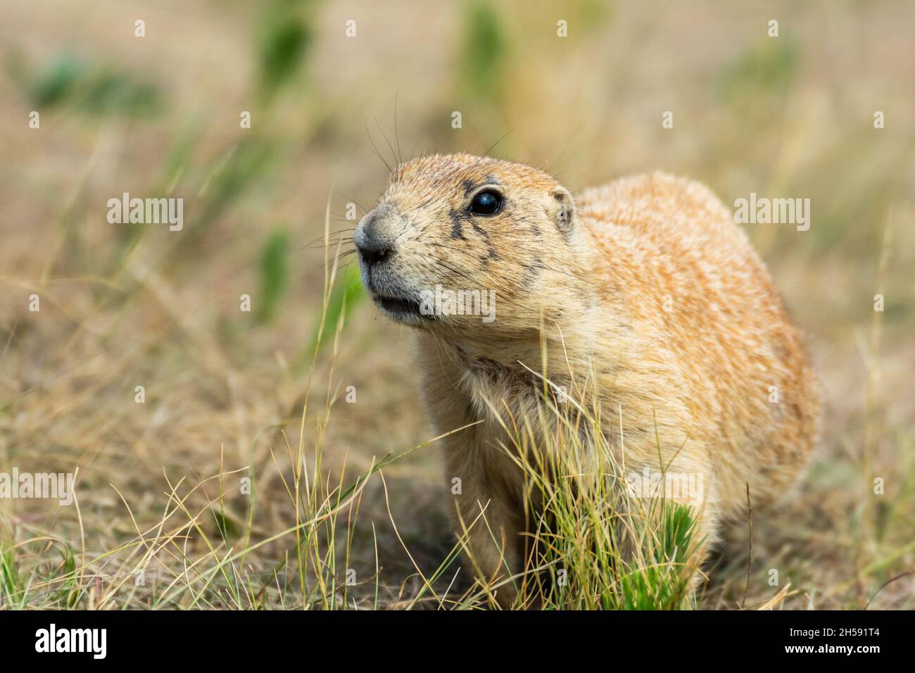 Curious ground hog at Devils Tower National Monument, Wyoming Stock Photo