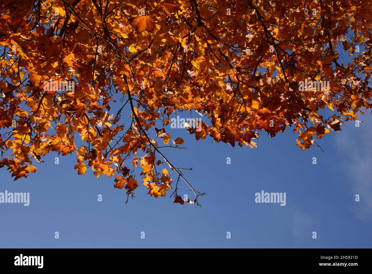 The golden Autumn leaves of the maple tree Stock Photo - Alamy
