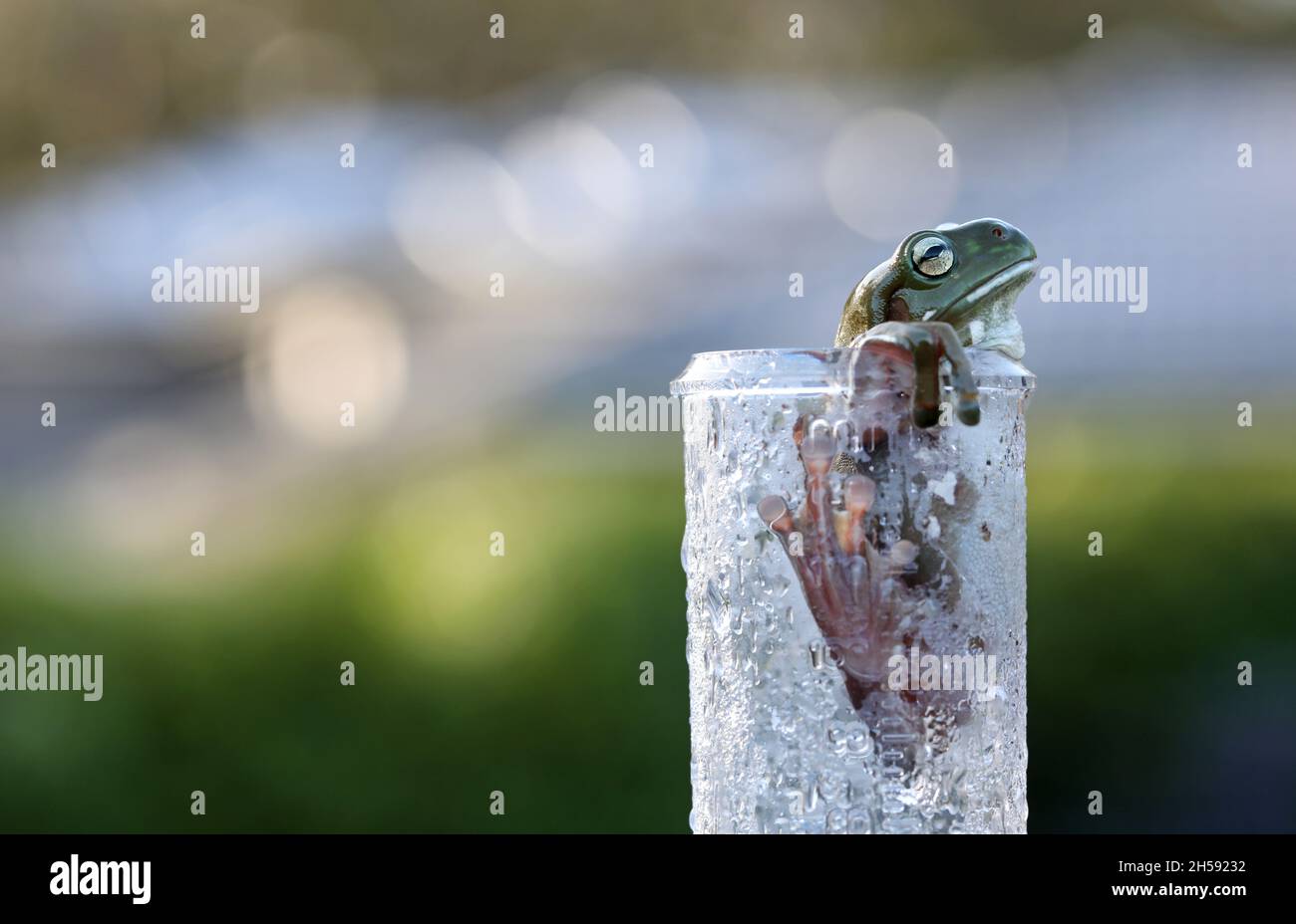 A beautiful big green tree frog climbing out of a dew covered backyard domestic rain gauge. Stock Photo
