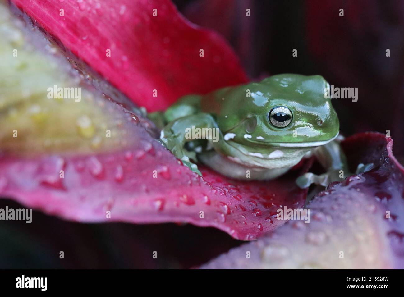 A beautiful big tropical australian green tree frog close up on a wet red cordyline leaf. Stock Photo