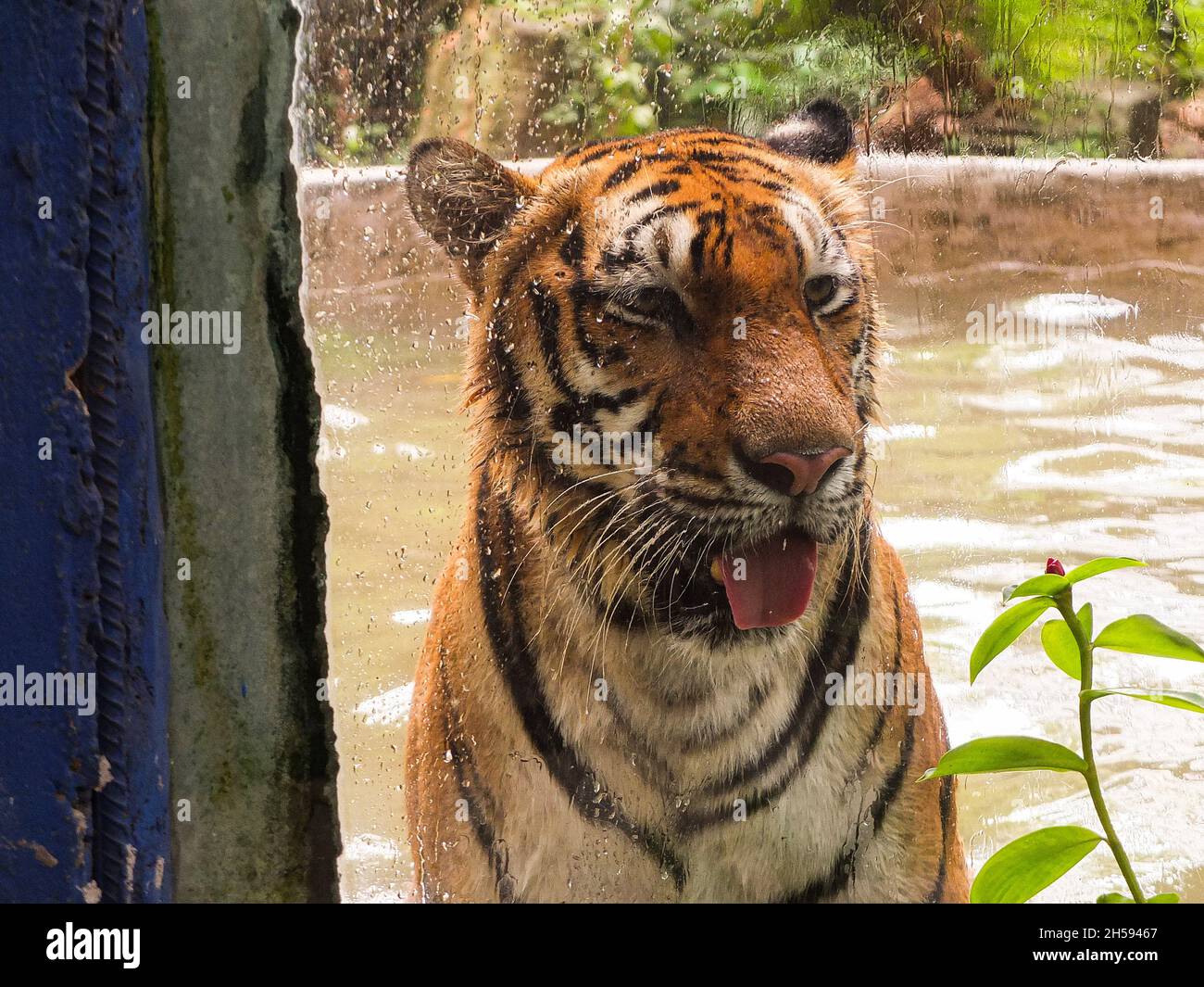 Malabon City, Philippines. 07th Nov, 2021. A Panthera Tigris Or Tiger ...