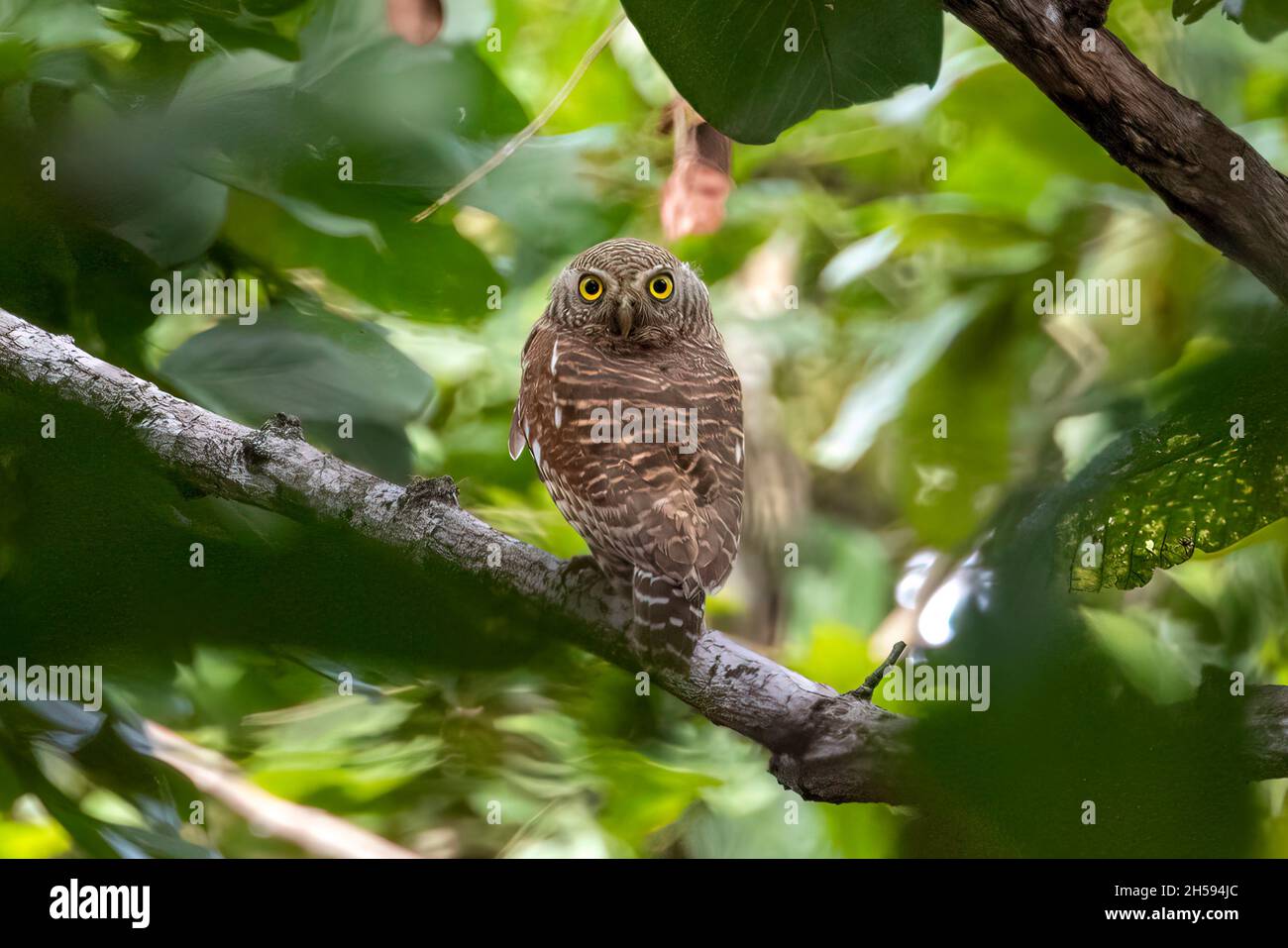Image of asian barred owlet (Glaucidium cuculoides) on nature background. Owl. Bird. Animals. Stock Photo