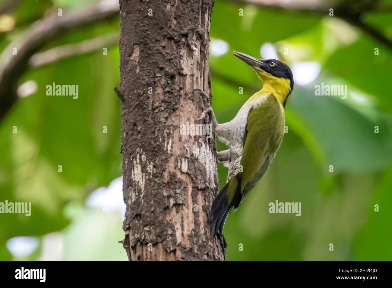 Image of Black-headed Woodpecker (Picus erythropygius)perched on a tree on nature background. Bird. Animals. Stock Photo