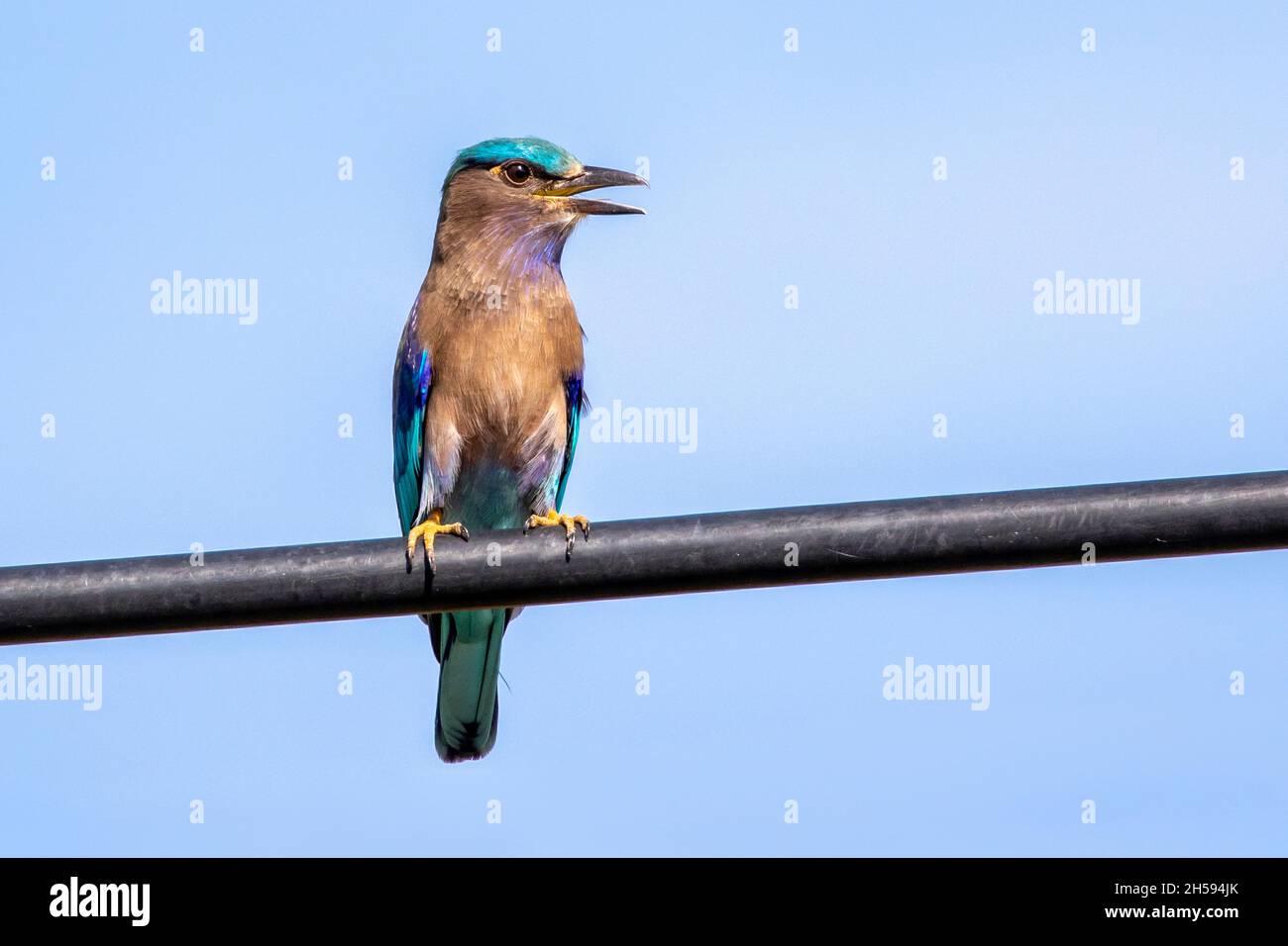 Image of indochinese roller bird(Coracias affinis) on nature background. Bird. Animals. Stock Photo