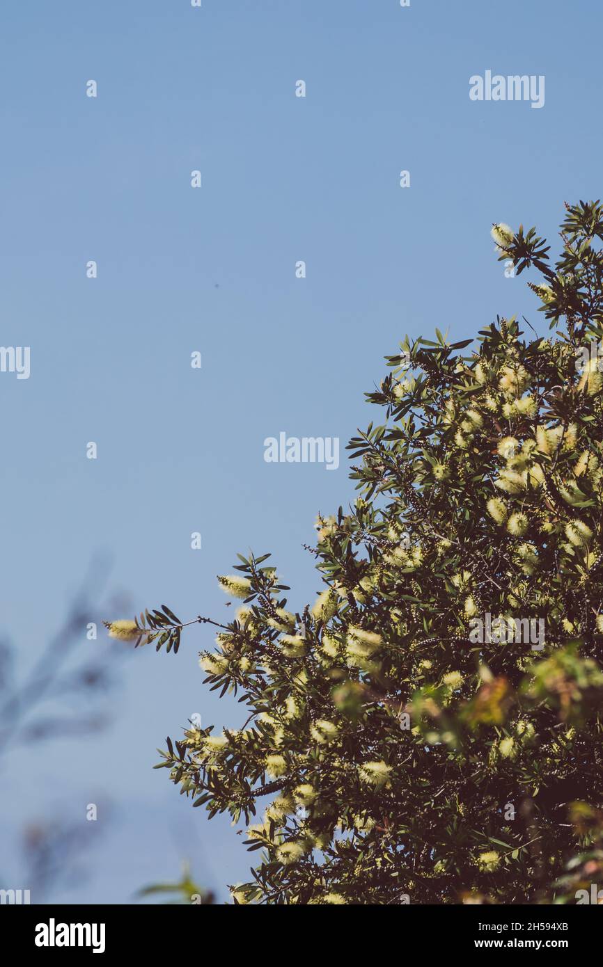 native Australian bottlebrush callistemon with yellow flowers outdoor in beautiful tropical backyard shot at shallow depth of field Stock Photo