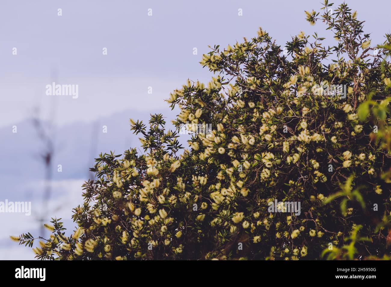 native Australian bottlebrush callistemon with yellow flowers outdoor in beautiful tropical backyard shot at shallow depth of field Stock Photo