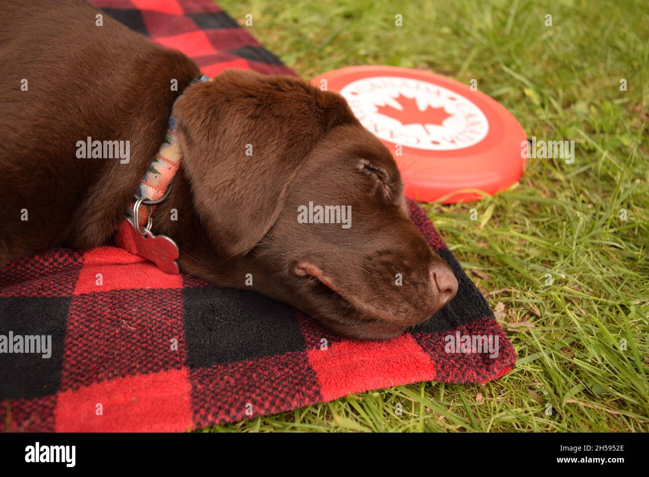 Chocolate Labrador Retriever puppy sleeping on plaid blanket outside with frisbee Stock Photo