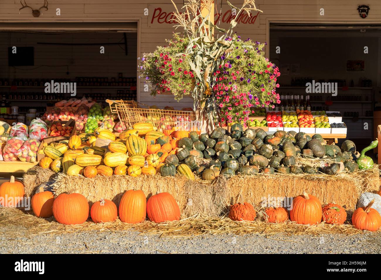 Keremeos, British Columbia, Canada September 30, 2021 The Peach King