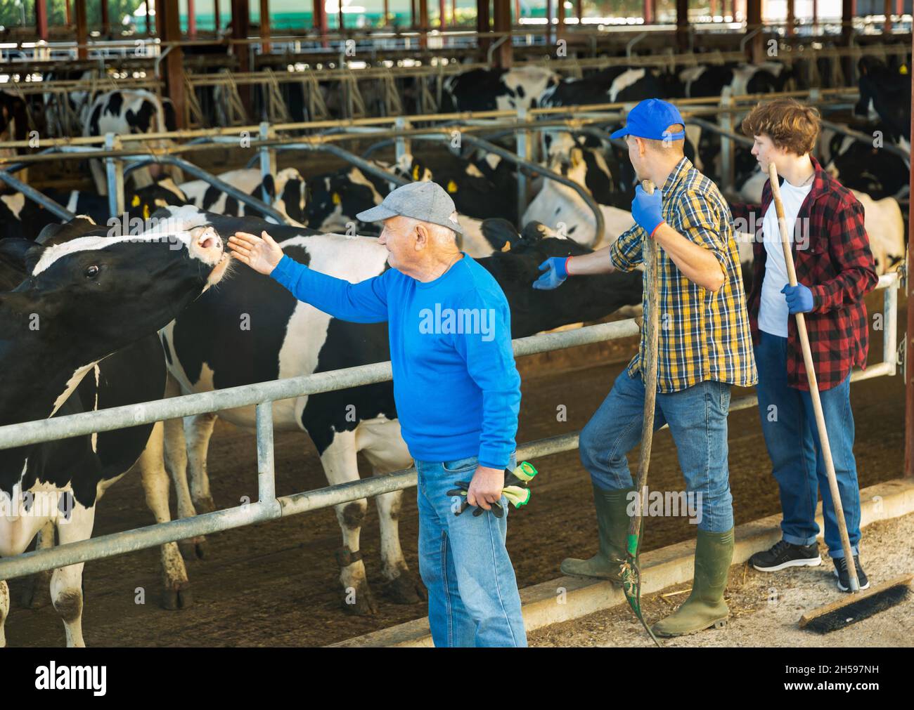 Milk farm workers at cow stalls Stock Photo