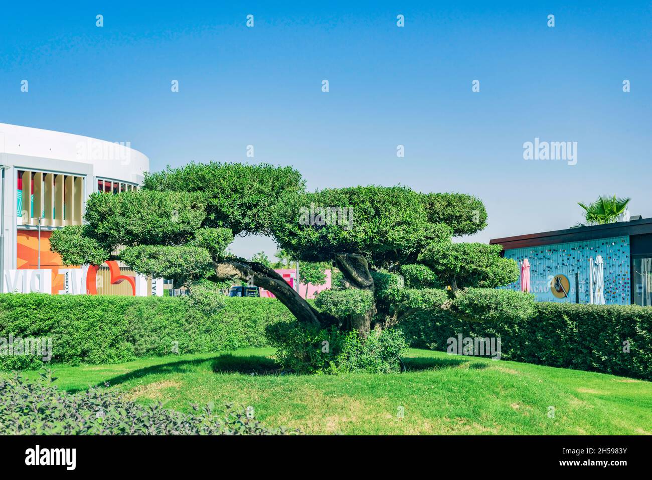 Styles of trees hi-res stock photography and images - Alamy