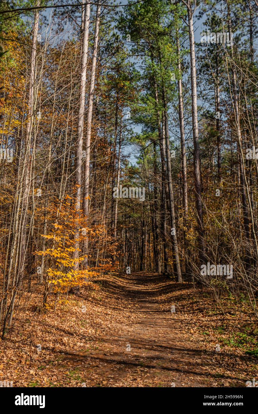empty hiking trail tall trees on both sides early morning afteroon sunny day Stock Photo