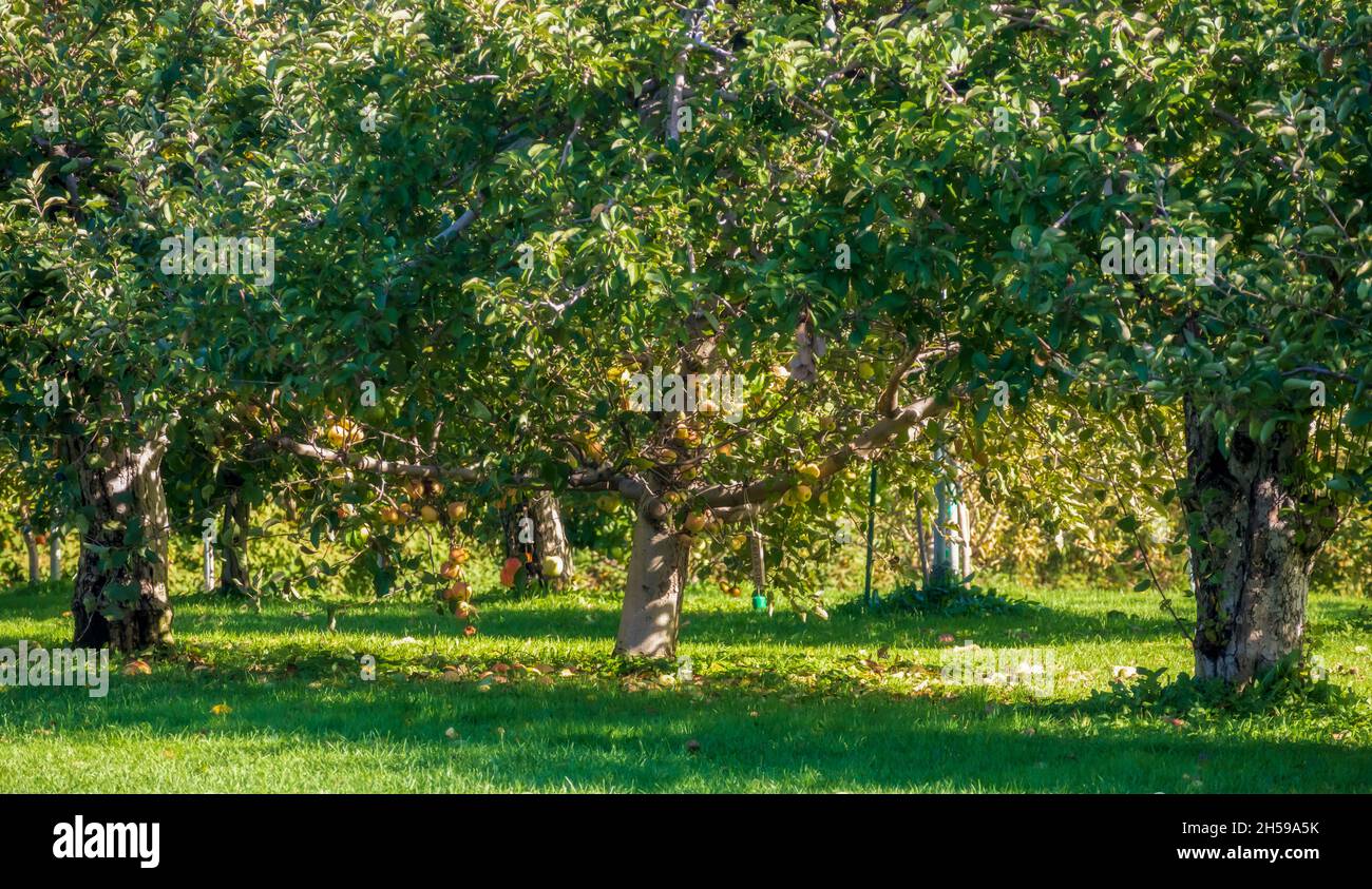 Harvest in a commercial apple orchard in Middleton, Rhode Island Stock
