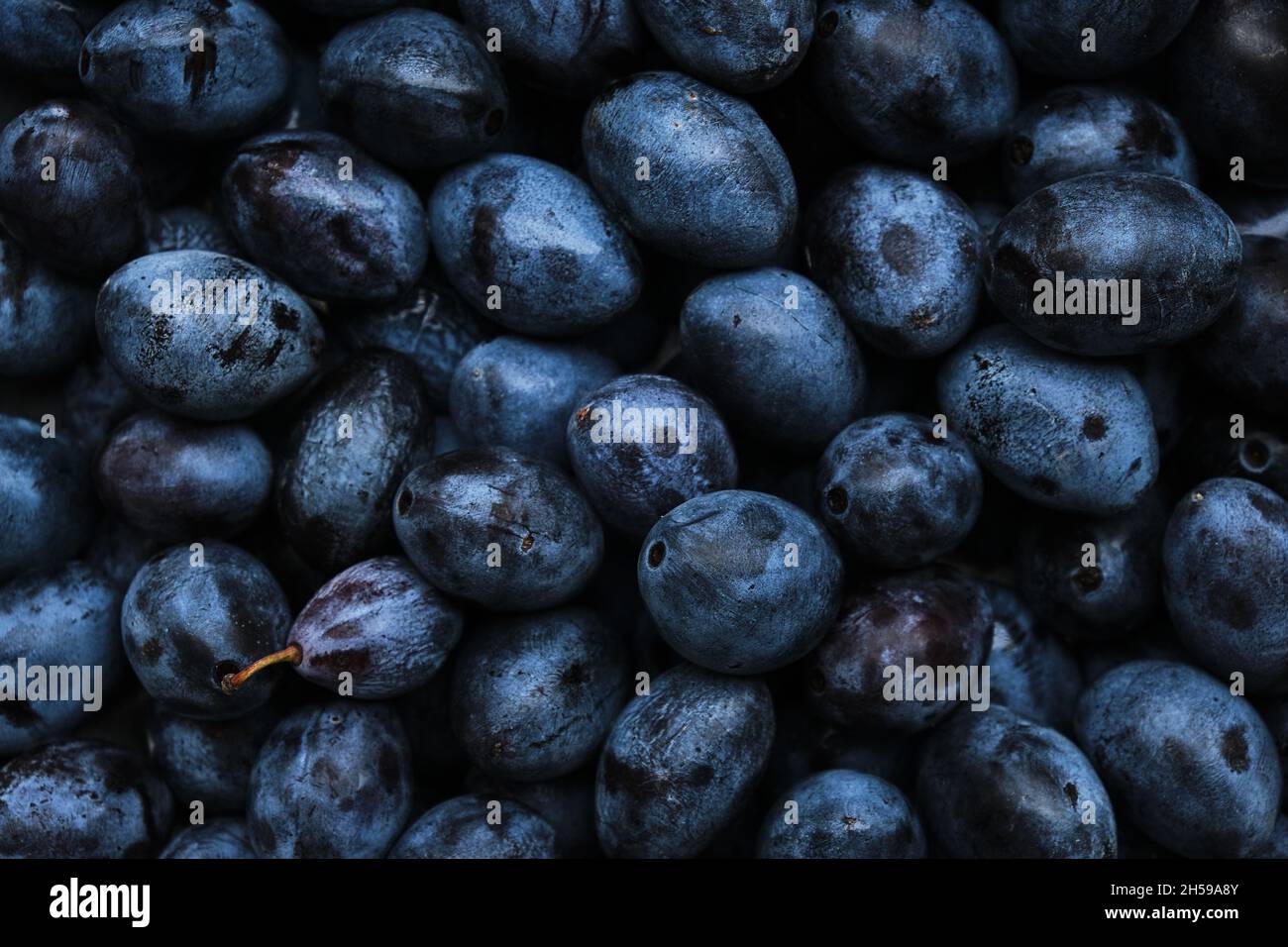 Background is bright and ripe plums, beautiful and delicious fruits ...