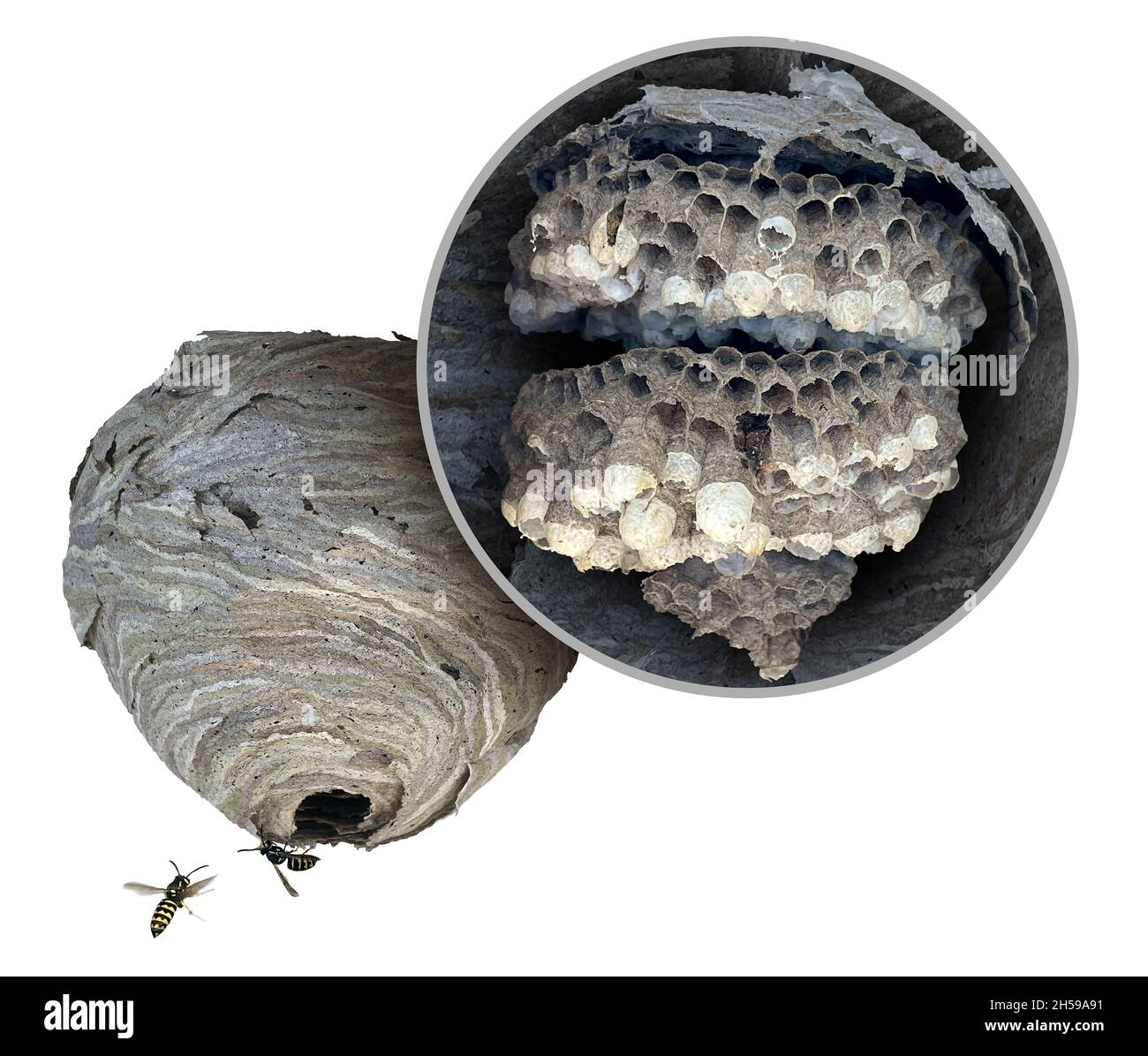 Wasp nest diagram as a gray paper colony of yellow jacket hornets as insects flying and showing the inner structure with the inside as hexagonal. Stock Photo
