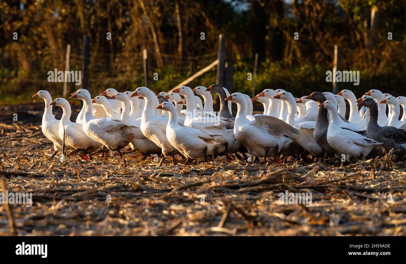 Goose In German Martinmas hi-res stock photography and images - Alamy