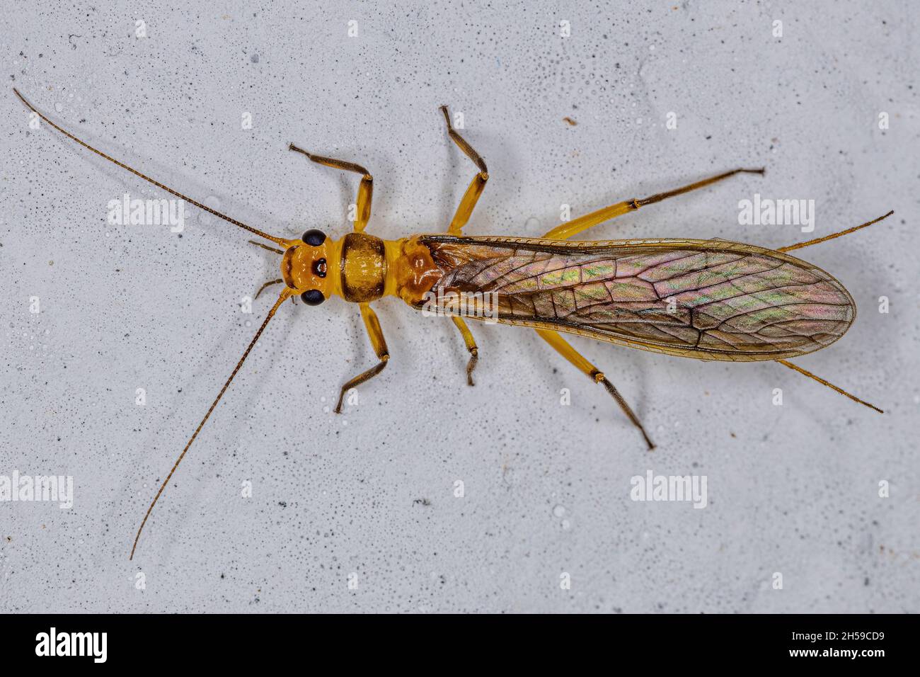 oviposition Adult Female Common Stonefly insect of the Family Perlidae in oviposition  Stock Photo - Alamy