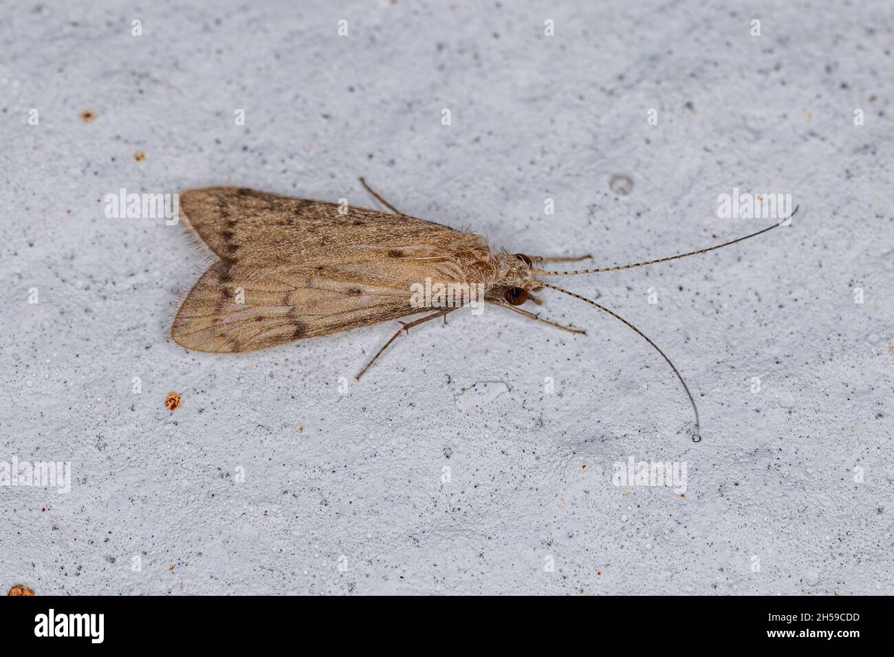 Adult Netspinning Caddisfly of the Family Hydropsychidae Stock Photo